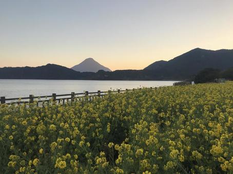 菜の花 菜の花の写真