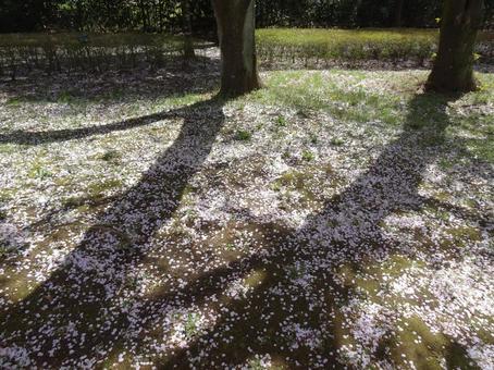 Photo, ground, cherry blossoms, petal, 
