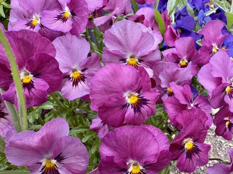 パンジー② パンジー,花,秋の写真素材