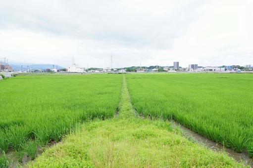 畦道 畦道 稲,風景,景色の写真素材
