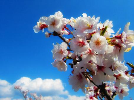 桜 桜,花,植物の写真素材
