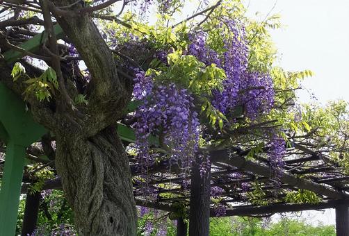 フジ [Japanese wisteria]-006の写真