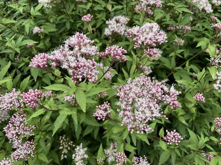 フジバカマ(藤袴)の写真