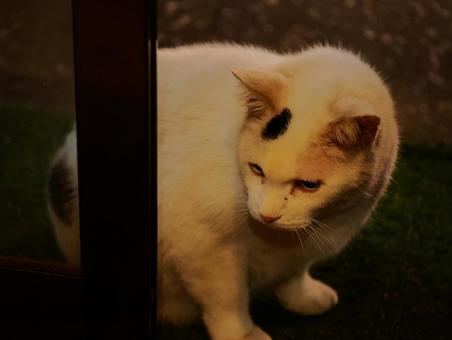 ぽっちゃり猫 猫,ぽっちゃり,白の写真素材