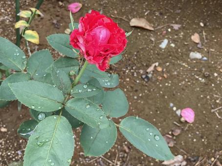 バラ バラ,薔薇,ローズの写真素材