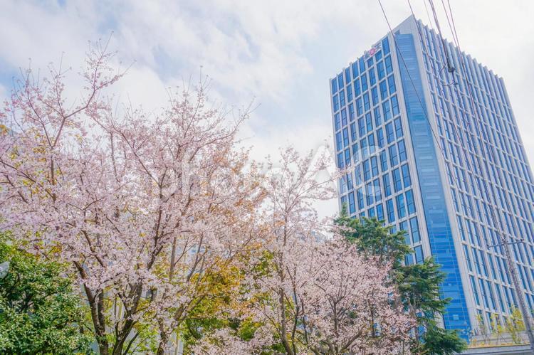 満開の桜と二子玉川のビル群 二子玉川,サクラ,桜満開の写真素材