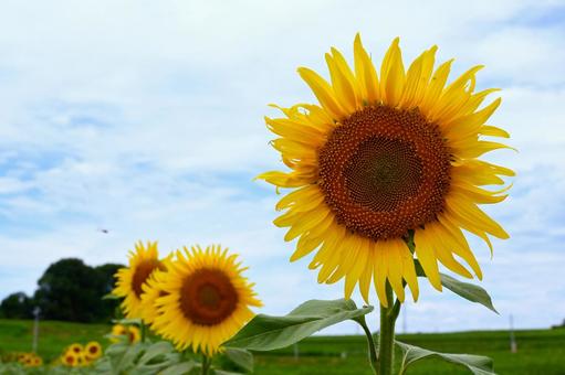 ひまわり畑８ ひまわり,向日葵,ひまわり畑の写真素材