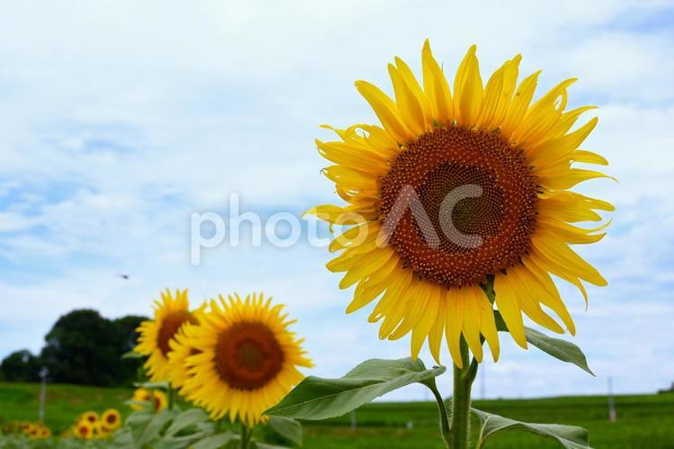 ひまわり畑８ ひまわり,向日葵,ひまわり畑の写真素材