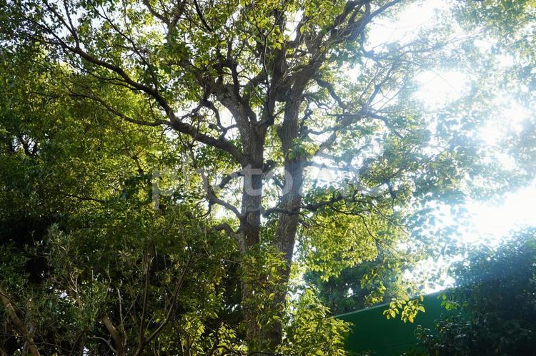 夏の木漏れ日 雑草,緑,縁石の写真素材
