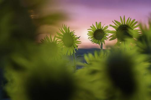 福岡-【柳川ひまわり園】 ひまわり,花,植物の写真素材