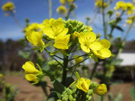 ナノハナ・菜の花　マクロ 草花,ナノハナ,冬春の写真素材