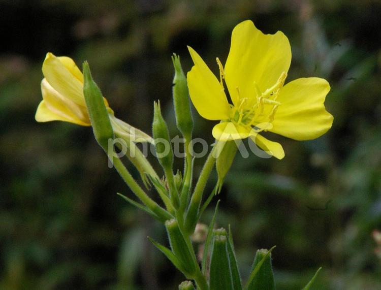 アレチマツヨイグサ アレチマツヨイグサ,荒れ地待宵草,小花月見草の写真素材