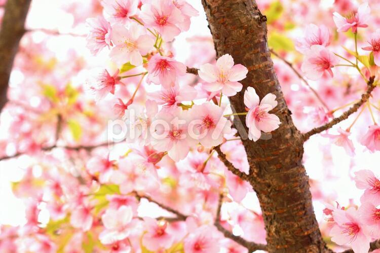 満開の河津桜　さくら 河津桜,カワヅサクラ,桜の写真素材