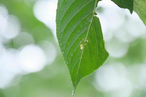 梅雨 梅雨の写真