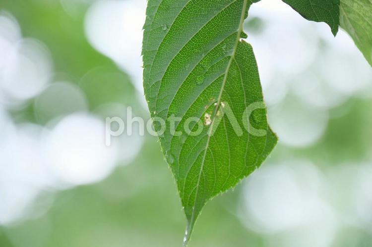梅雨 梅雨,植物,自然の写真素材
