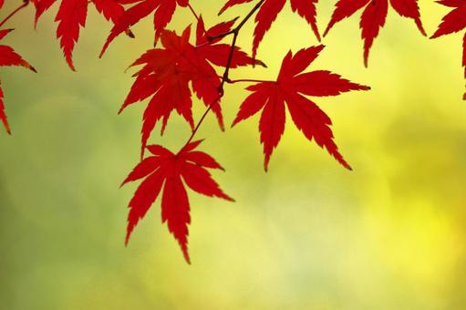Burning autumn, JPG Burning autumn, autumn leaves, yellow leaves, red, JPG
