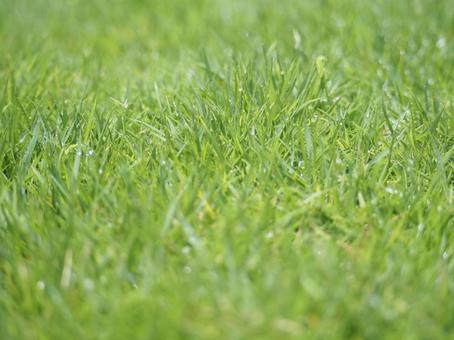 Grass Square Water Drops Sparkling, JPG Grass Square Water Drops Sparkling, JPG