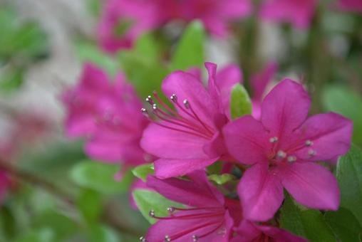 Satsuki flowers blooming in early summer, JPG Satsuki flowers blooming in early summer, JPG