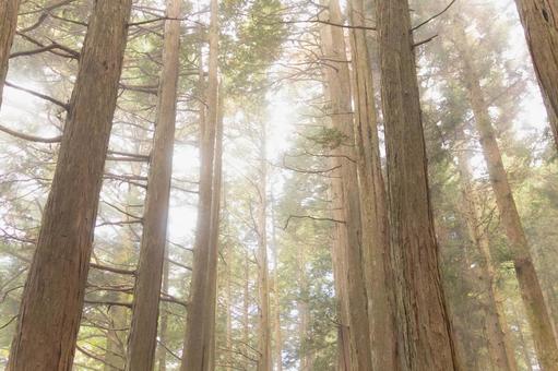 森 森 木,林,森の写真素材