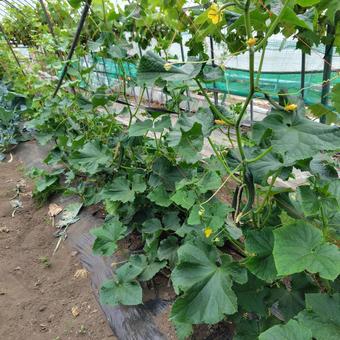 家庭菜園のキュウリ 家庭菜園,農業,菜園の写真素材