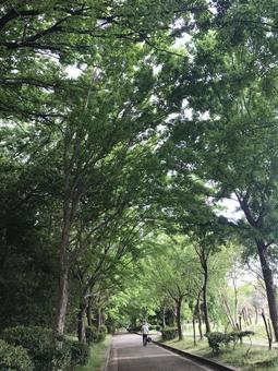 散歩 散歩の写真