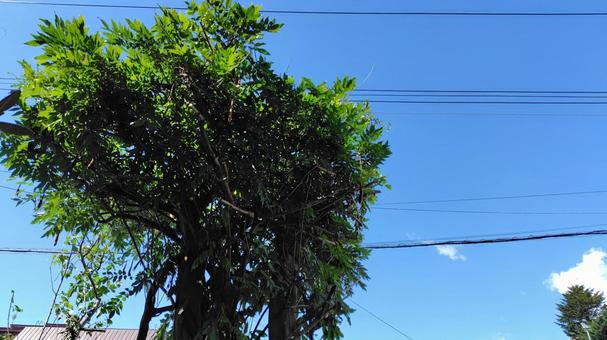 伸びすぎた木の写真