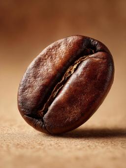 一粒のコーヒー豆 一粒のコーヒー豆の写真