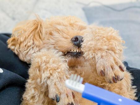 歯磨きに手で抵抗するトイプードル トイプードル,犬,小型犬の写真素材