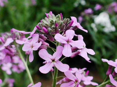 ルッコラ・ロケット　マクロ ルッコラ,草花,野菜の写真素材