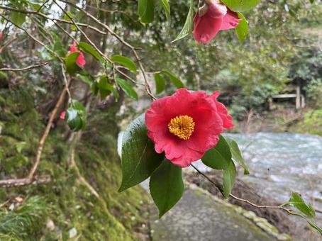 Camellia and River, JPG