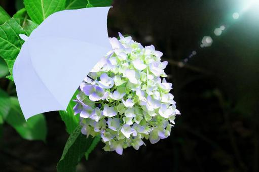 イメージ素材/ホワイト系紫陽花・パラソル イメージ素材/ホワイト系紫陽花・パラソル 紫陽花,梅雨,花の写真素材