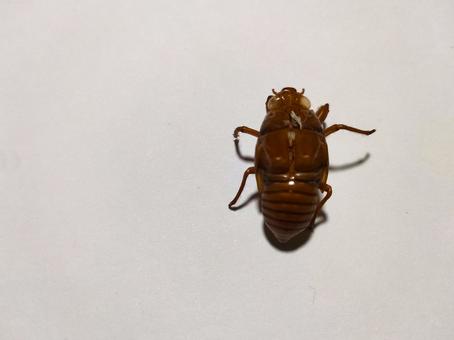 セミの抜け殻 セミの抜け殻の写真