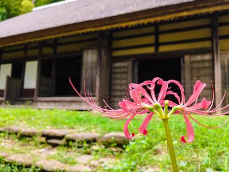 いつかの彼岸花 いつかの彼岸花 彼岸花,ヒガンバナ,曼殊沙華の写真素材