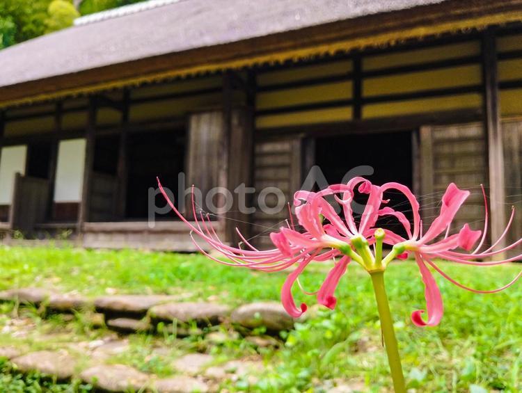 いつかの彼岸花 いつかの彼岸花 彼岸花,ヒガンバナ,曼殊沙華の写真素材