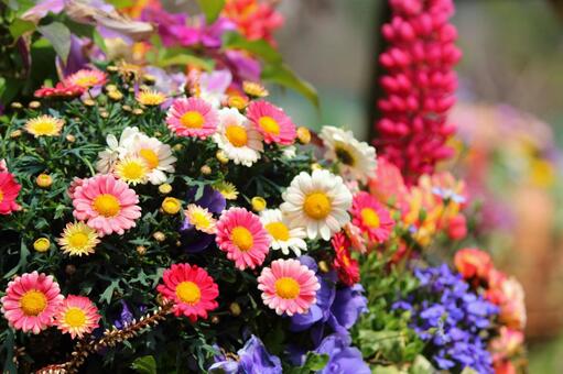 綺麗な花達1 綺麗な花達1の写真