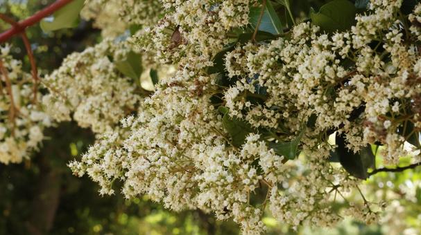 Photo, sweet viburnum, coral tree, flower, 