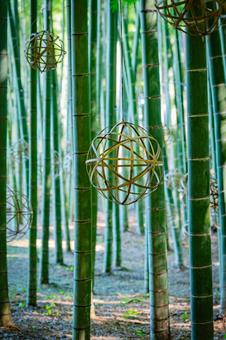 栃木県　竹林 栃木,栃木県,宇都宮市の写真素材