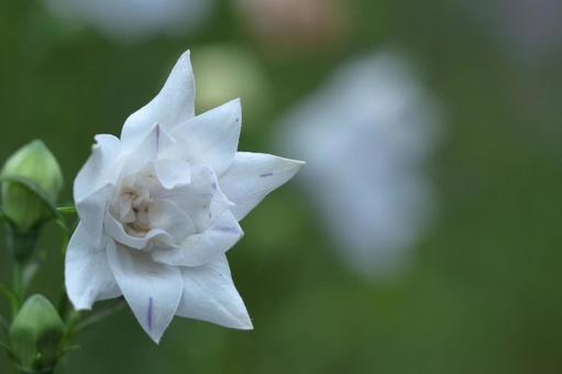代表日本的紫色花朵, JPG 代表日本的紫色花朵, 桔梗, 桔梗家族, 夏天花, JPG