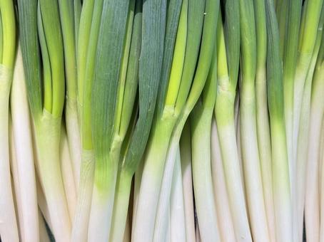 ネギ スーパーマーケット,スーパー,食料品売り場の写真素材