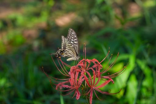 Red spider lilies and swallowtail butterflies, JPG