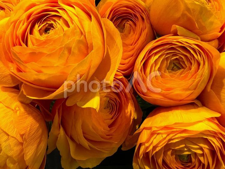 ぎゅっとラナンキュラス ラナンキュラス,花,アップの写真素材