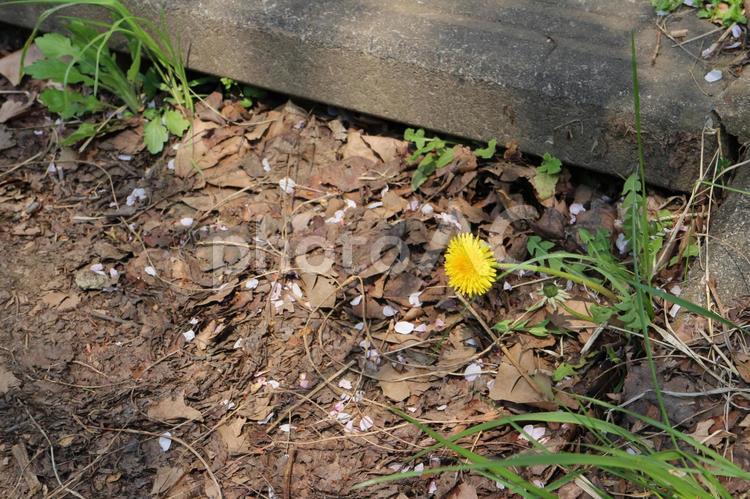 散りし桜を見下ろすタンポポ 春,自然,野草の写真素材