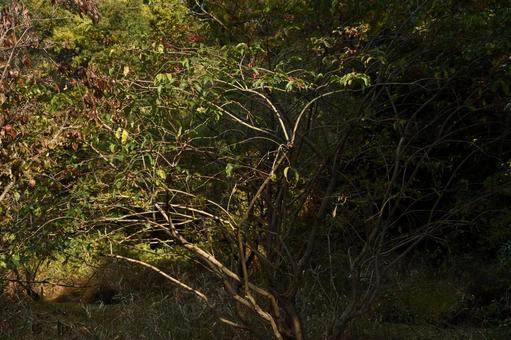 立冬：マユミの実1 植物,マユミ,真弓の写真素材