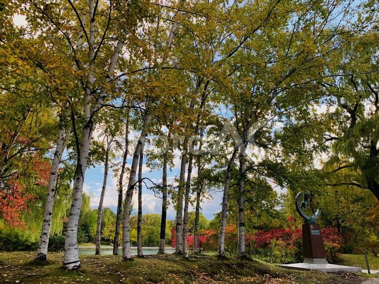 晩秋の 紅葉,秋,風景の写真素材