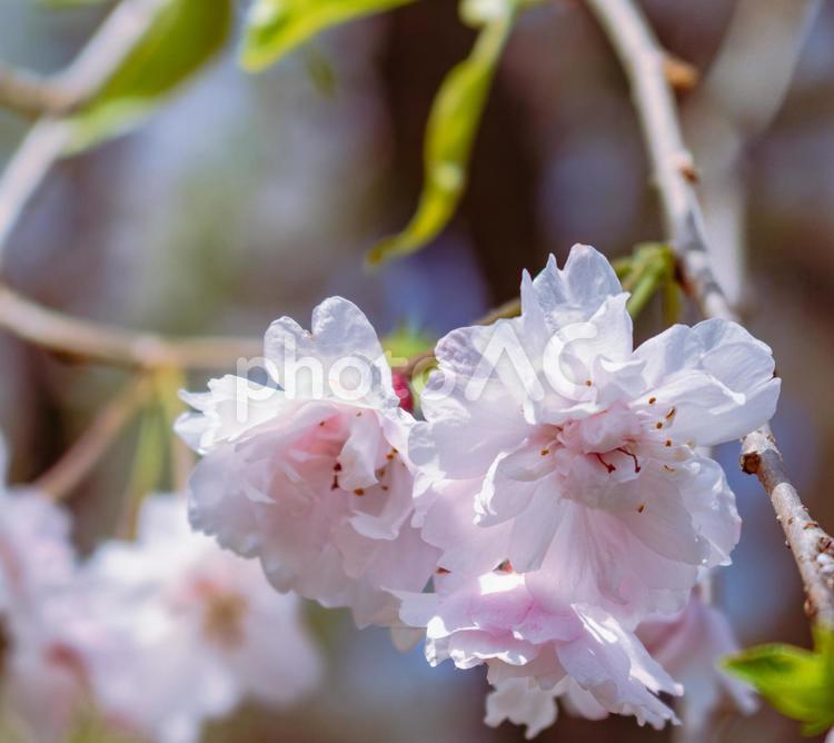ソメイヨシノ葉桜12 ソメイヨシノ,さくら,桜の写真素材