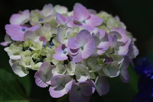 アジサイ アジサイ,装飾花,ピンクの写真素材