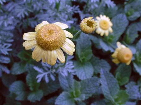 カモミール・カミツレ 草花,マクロ,春の写真素材