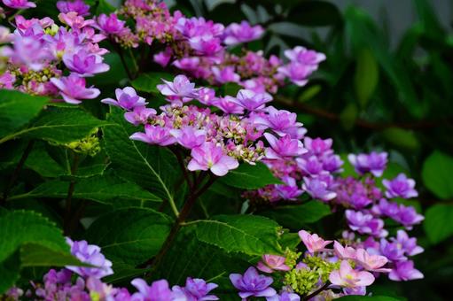 紫陽花 紫陽花の写真