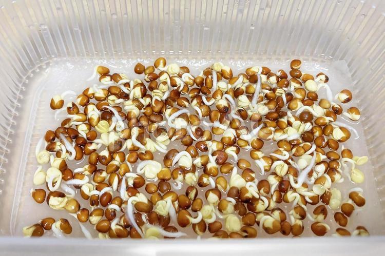 発芽するかいわれ大根の種 カイワレダイコン,かいわれ,かいわれ大根の写真素材