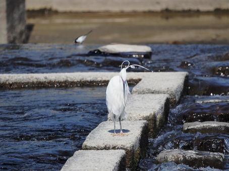 美しいサギ サギ,鳥,バードの写真素材